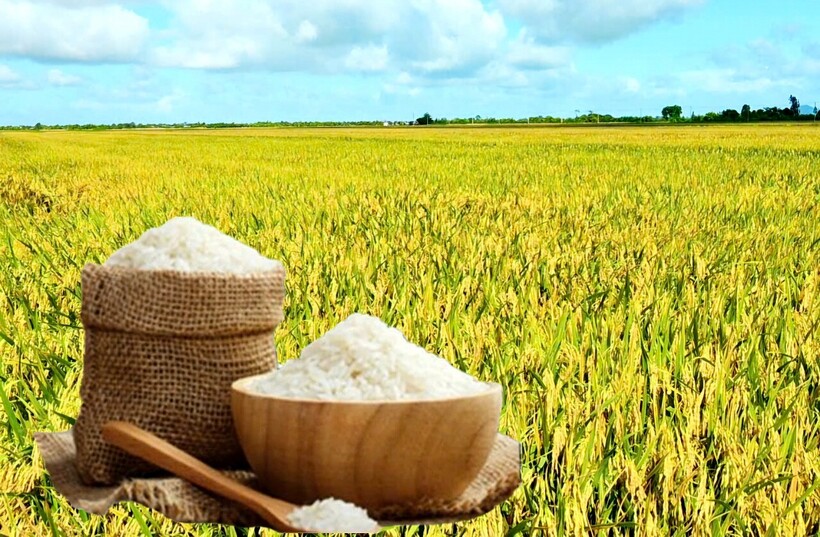 Giá lúa gạo hôm nay ngày 12/6: Lúa tươi tiếp đà giảm