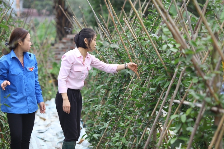 Vĩnh Phúc có nhiều sản phẩm của đồng bào dân tộc thiểu số (Ảnh: Báo Dân tộc)