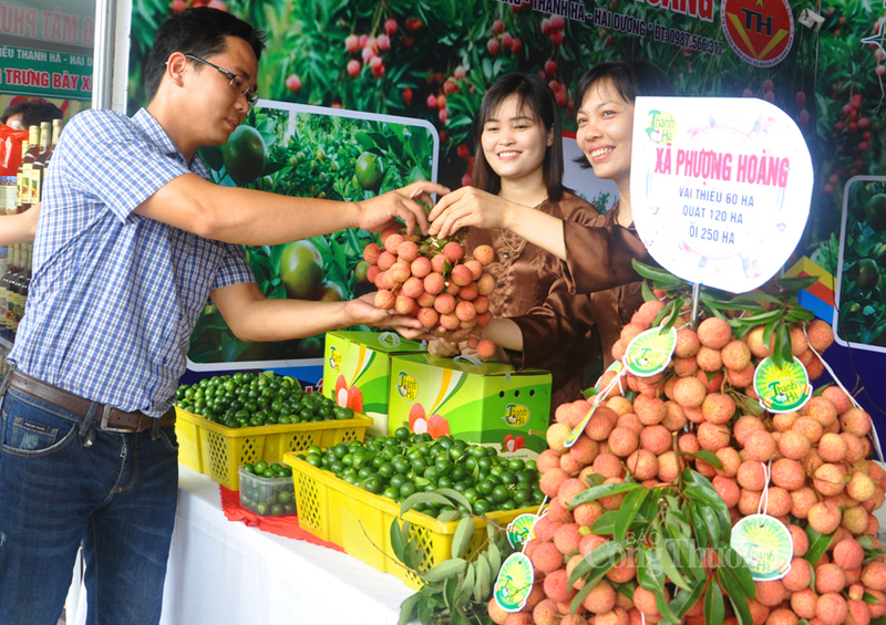 Vải thiều Thanh Hà là một trong những nông sản xuất khẩu chủ lực của tỉnh