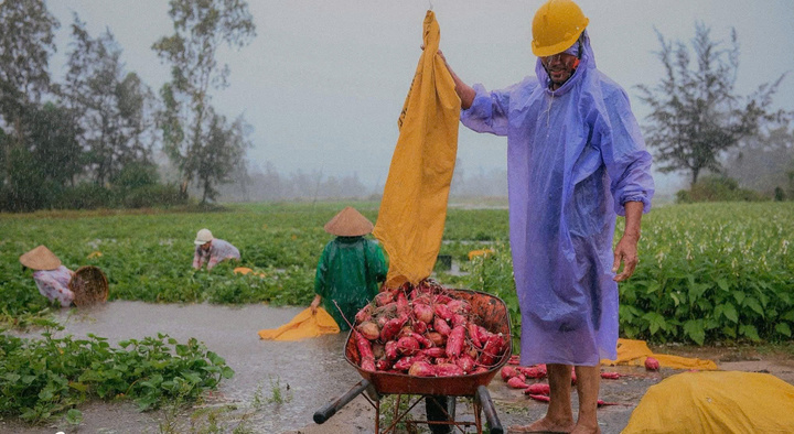 Bão số 1 gây mưa lớn gây thiệt hại hàng chục nghìn ha lúa, hoa màu của người dân Đà Nẵng, Quảng Nam (Ảnh: Nguyễn Dương)