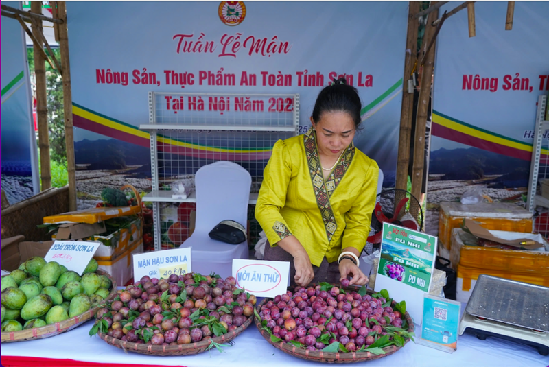 Mận hậu được trưng bày giới thiệu tại Tuần lễ mận và nông sản, thực phẩm an toàn tỉnh Sơn La tại Hà Nội năm 2025. Ảnh: ĐTHSL