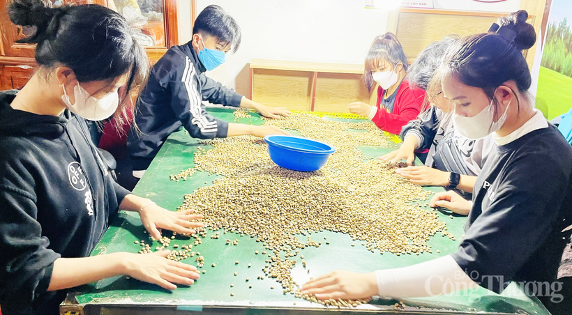 Tiến hành lựa chọn các hạt cà phê đạt chuẩn