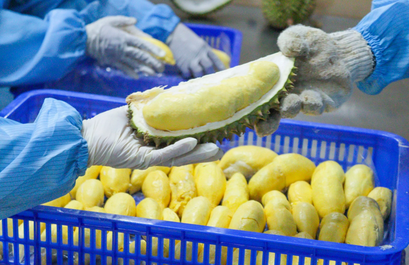 Công nhân bóc tách múi sầu riêng trước khi đưa vào cấp đông tại nhà máy của Vina T&T. Ảnh: Vina T&T Group. Ảnh: Minh Huệ