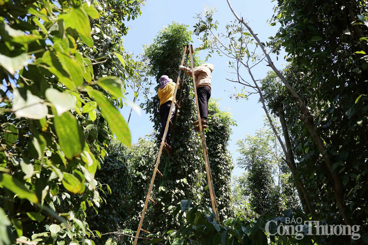 Nông dân tỉnh Đắk Nông thu hoạch hồ tiêu