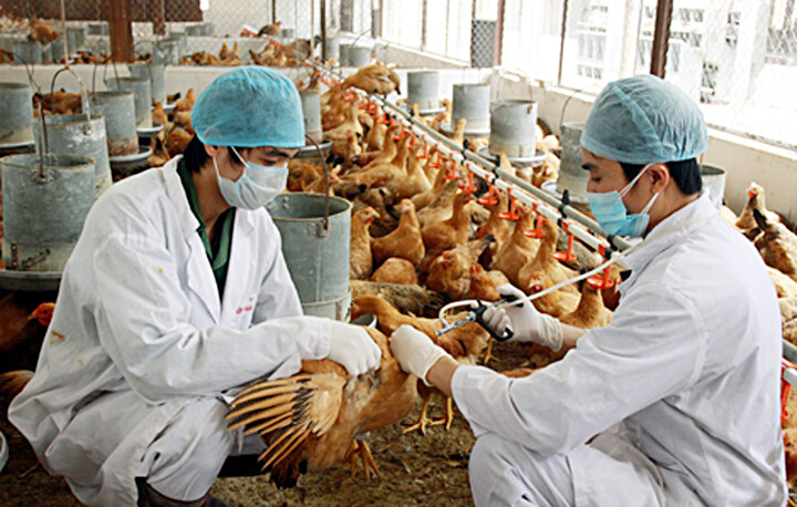 6 tháng đầu năm 2025, tiến độ tiêm vaccine cúm gia cầm đạt 19,8% kế hoạch đề ra. Ảnh minh họa