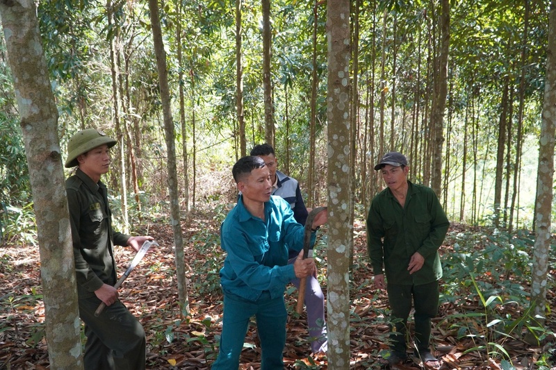 Người dân bản Táng Ngá (xã Nậm Chà) tích cực trồng, chăm sóc cây quế. Ảnh: Nguyễn Tùng