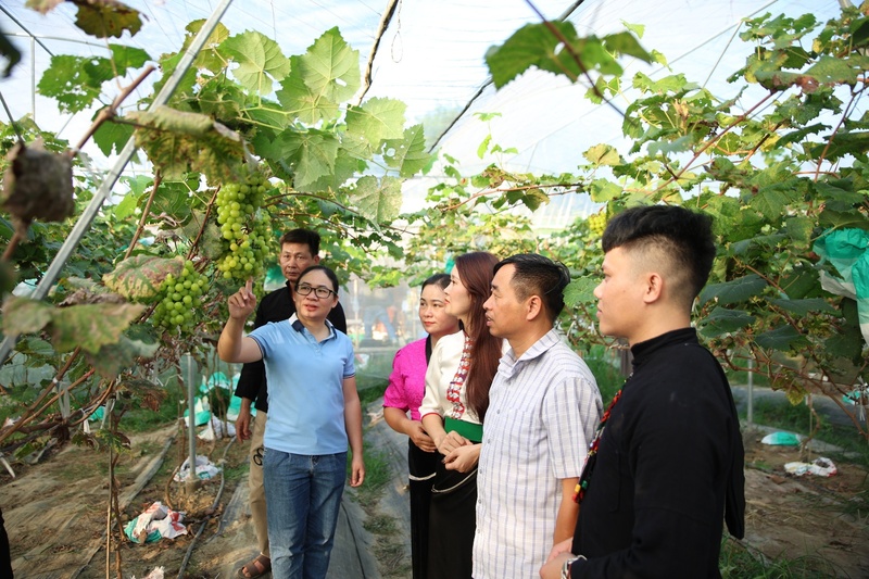 Mô hình trồng nho trong nhà màng tại xã Hua Nà. Ảnh: Đinh Đông