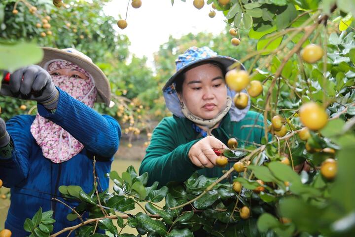 Thành công của mô hình liên kết chuỗi giá trị cần sự chủ động từ cộng đồng người dân và tổ chức hợp tác xã. Ảnh: Thanh Hoa