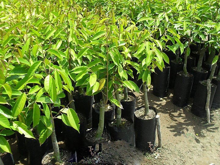 Cây sầu riêng không nằm trong danh mục cây trồng chính theo Thông tư 17/2019/TT-BNNPTNT ngày 15/11/2019 của Bộ Nông nghiệp và Phát triển nông thôn.