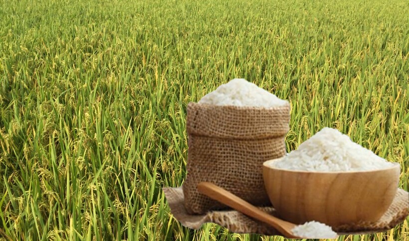 Giá lúa gạo hôm nay ngày 17/6: Lúa tươi, gạo xuất khẩu giảm. Ảnh: Thanh Minh.