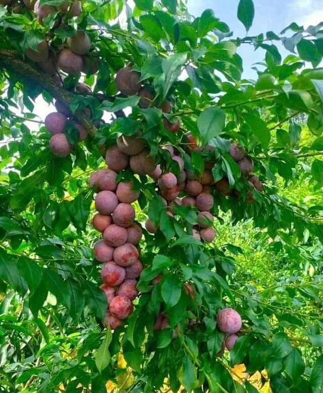 Qủa mận Sơn La là sản phẩm chiến lược của tỉnh trong chuỗi giá trị nông sản đặc trưng. (Ảnh: ST)