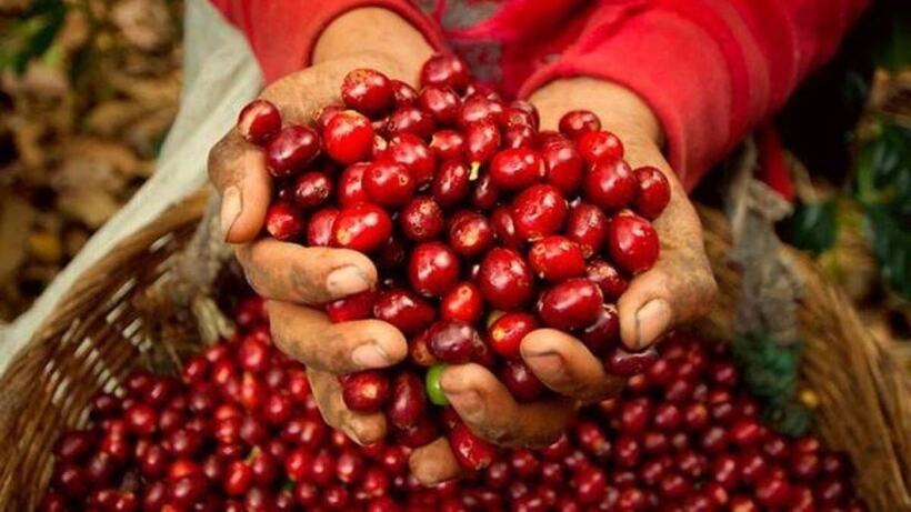Hiện, giá cà phê trung bình hiện ở quanh mốc 109.600 đồng/kg thấp nhất trong vòng hơn một tháng trở lại đây.