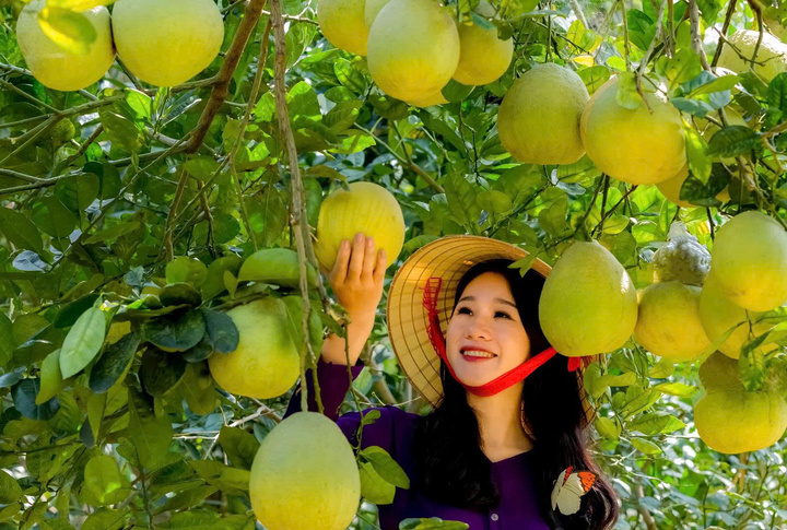 Bưởi Đoan Hùng đã thành công khi xây dựng các chuỗi giá trị từ sản xuất đến tiêu thụ.