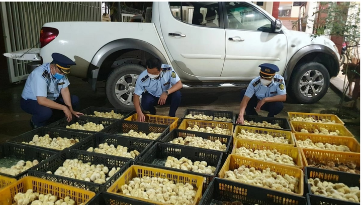Lực lượng quản lý thị trường tỉnh Lạng Sơn bắt giữ một vụ nhập lậu con giống gia cầm.