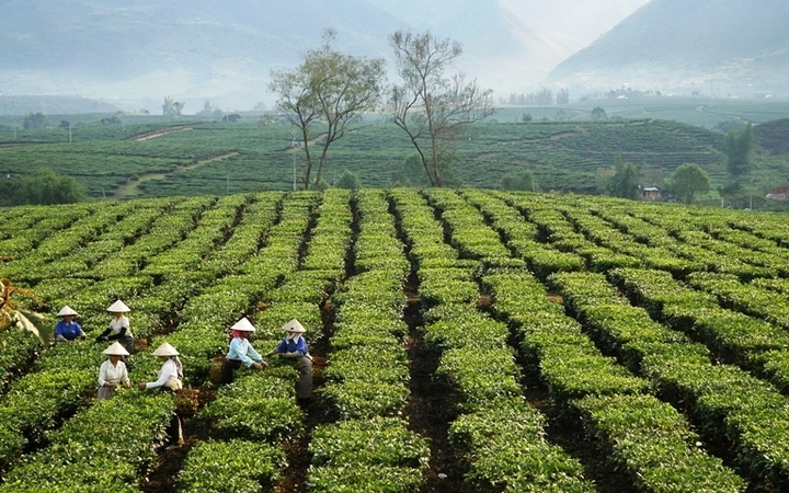 Lai Châu sở hữu điều kiện tự nhiên lý tưởng để phát triển cây chè. Ảnh: CTTĐTLC