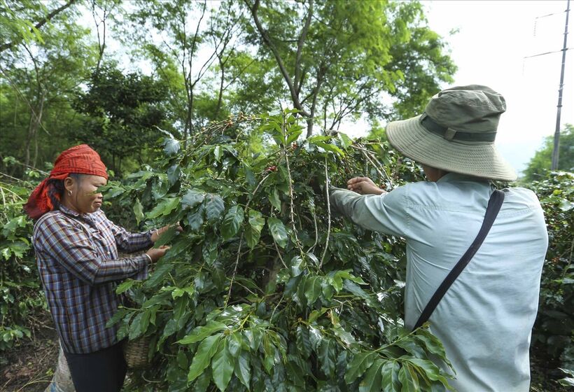Cà phê Mường Ảng là sản phẩm chủ lực của Điện Biên