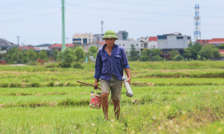 Người nông dân đội nắng chăm sóc những ruộng lúa vừa gieo trồng