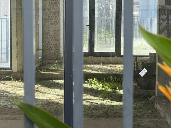 Bên trong các căn biệt thự, cỏ dại mọc um tùm