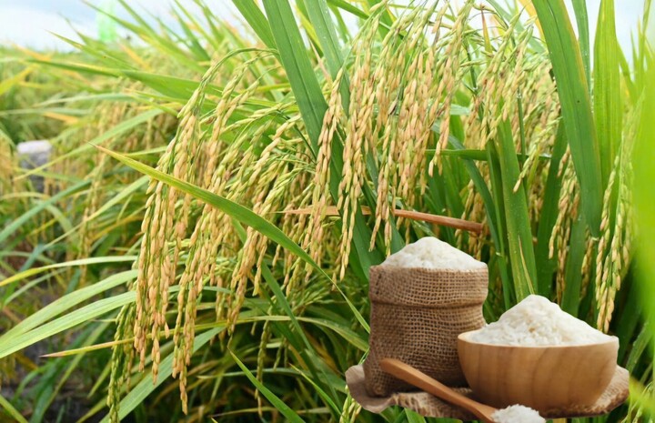 Giá lúa gạo hôm nay ngày 22/6 và tuần qua đều tăng. Ảnh: Thanh Minh.