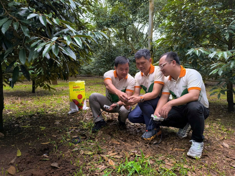 Phú Mỹ triển khai đo dinh dưỡng đất thông minh, ứng dụng công nghệ tiên tiến (Ảnh: PVFCCo - Phú Mỹ)