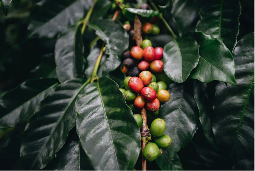 Giá cà phê Arabica giảm tới gần 9%, chạm mức thấp nhất trong vòng hơn 5 tháng trở lại đây. Ảnh minh hoạ