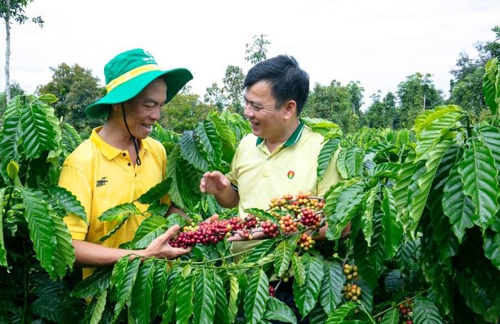 PVCFC nỗ lực triển khai các hoạt động xúc tiến bán hàng, chính sách hậu mãi, quyền lợi sau bán hàng, từ đó góp phần chia sẻ áp lực chi phí với người nông dân. (Ảnh: PVCFC)