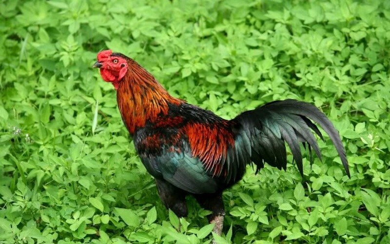Quảng Ninh từng tổ chức cuộc thi Hoa hậu gà để quảng bá cho sản phẩm này