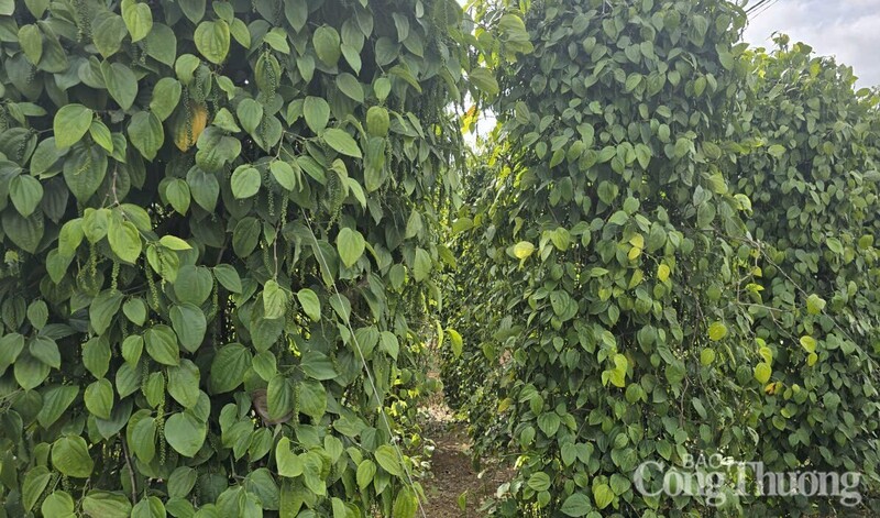 Những vườn tiêu xanh tốt được trồng ở Đắk Nông