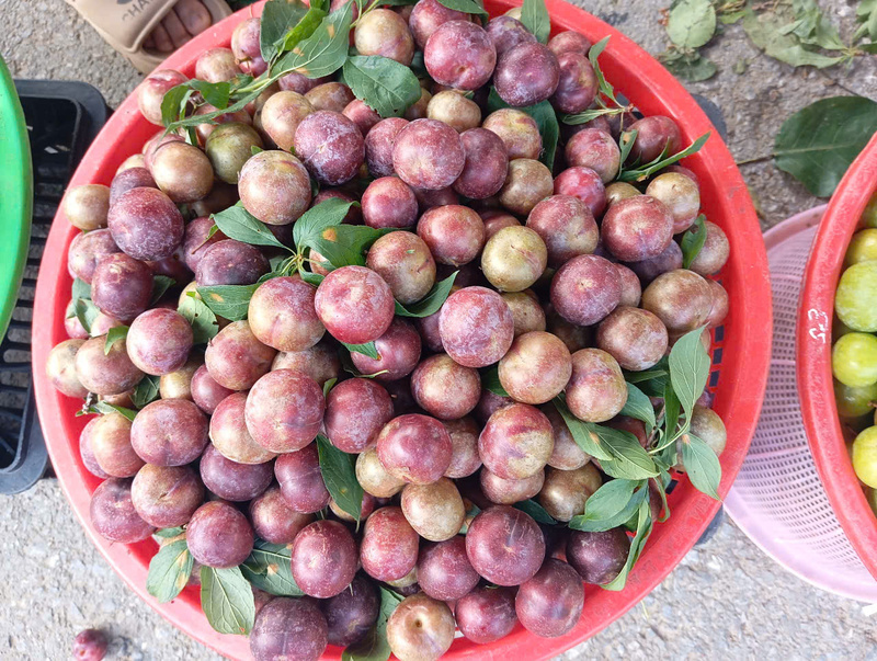 Mận Tả Van chín sớm quả nhỏ, mẫu mã đẹp, ngon, giòn, có vị chua ngọt, thơm nức lòng du khách, nhất là cánh chị em phụ nữ. Ảnh: Tráng Xuân Cường