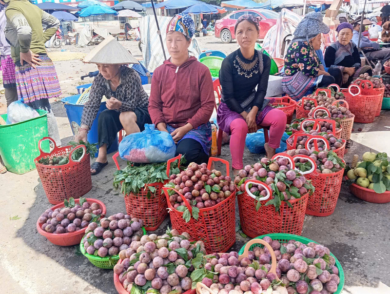 Mận Tả Van chín sớm quả nhỏ, mẫu mã đẹp, ngon, giòn, có vị chua ngọt, thơm nức lòng du khách nhất là cánh chị em phụ nữ. Ảnh: Tráng Xuân Cường