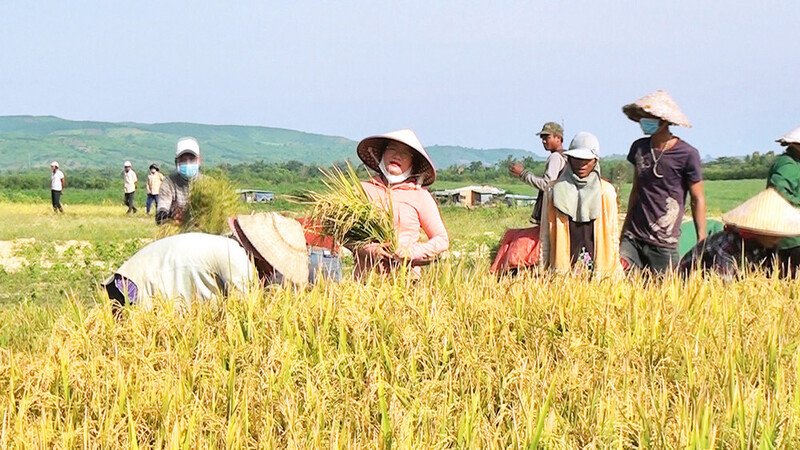 Bà con buôn Đức Mùi, xã Ea Trol, huyện Sông Hinh thu hoạch lúa nước (Ảnh: Trình Kế)
