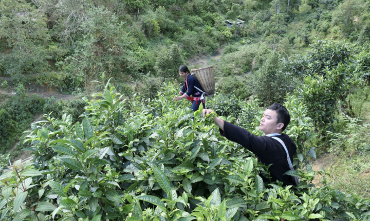 Đời sống bà con thôn Phìn Hồ, xã Thông Nguyên, huyện Hoàng Su Phì đã có sự chuyển mình mạnh mẽ nhờ được đầu tư sản xuất chè theo chuỗi giá trị