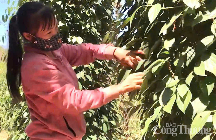 Nông dân Gia Lai thu hoạch hồ tiêu