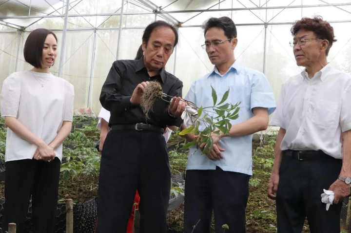 Ông Kiyoshi Ueda, Thượng nghị sĩ Nhật Bản kiểm tra bộ rễ và củ sâm Lai Châu sau 2 năm trồng. Ảnh: Nga Nguyễn