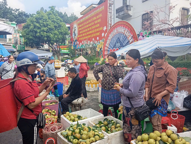 Việc tiêu thụ lê ngày thường nhật khó khăn và chỉ đắt khách vào cuối tuần khi có khách du lịch lên miền cao nguyên trắng Bắc Hà chơi chợ…