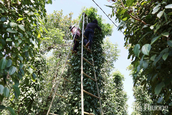 Nông dân thu hoạch hồ tiêu tại tỉnh Lâm Đồng