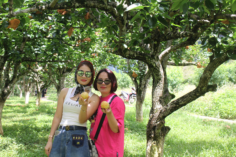 Mùa thu hoạch lê VH6 khu vực Bắc Hà, nhất là tại Trại rau quả luôn thu hút khách du lịch trại nghiệm