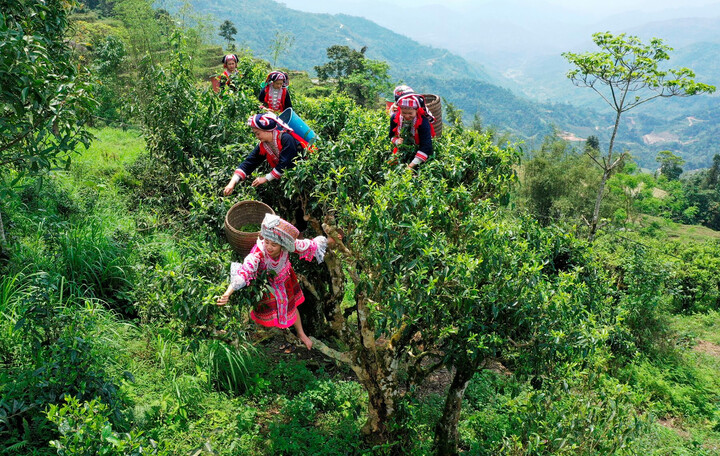 Bộ Công Thương triển khai nhiều giải pháp để tìm đầu ra cho sản phẩm của đồng bào dân tộc thiểu số (Ảnh: Thu Trang)
