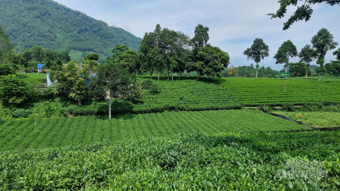 Mô hình sản xuất thoe tiêu chuẩn VietGAP tại Hợp tác xã chè La Bằng. Ảnh minh họa