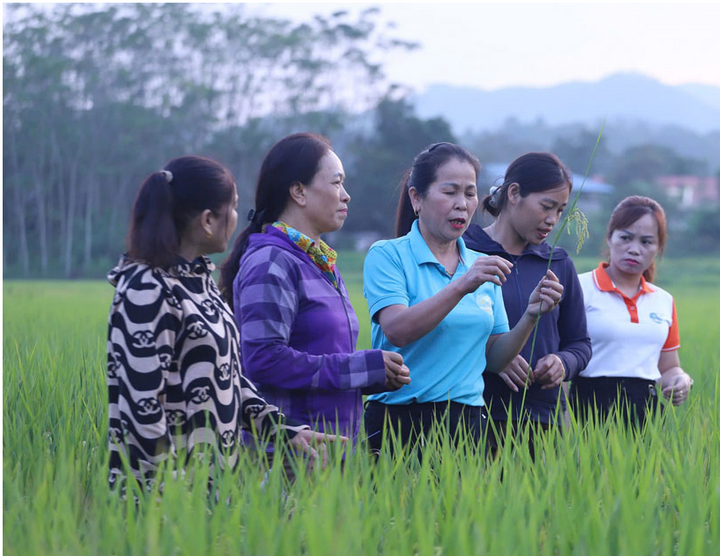 Mô hình trồng gạo J2 tại xã Định Hóa. Ảnh minh họa