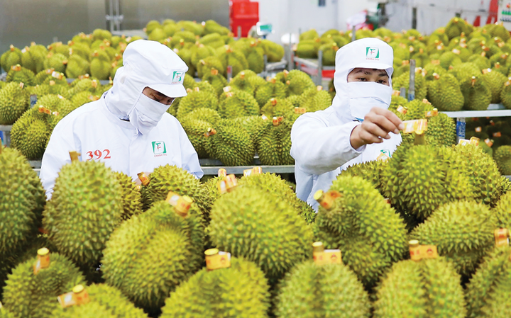 6 tháng đầu năm, ngành hàng rau quả ước thu về hơn 3 tỷ USD từ xuất khẩu, giảm 9,7% so với cùng kỳ năm ngoái. Ảnh minh hoạ