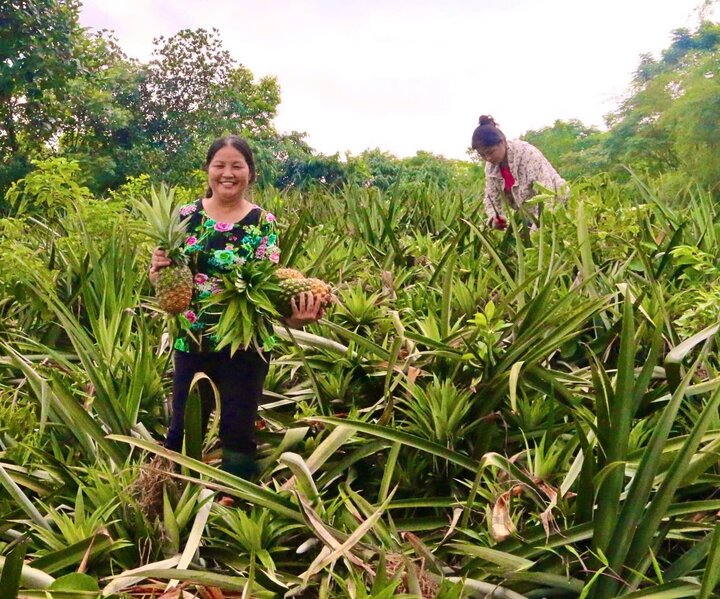 Phú Thọ đang triển khai các giải pháp hỗ trợ người dân phát triển sinh kế, giảm nghèo bền vững. Ảnh minh hoạ