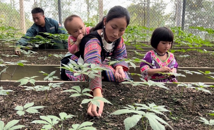 Cây sâm Ngọc Linh đã tạo công ăn việc làm và thu nhập ổn định cho người dân bản địa.