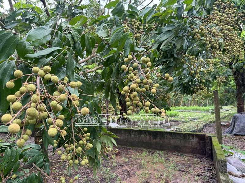 Hiện nay, nhãn đang trong giai đoạn nuôi cùi nên người trồng cần tập trung dinh dưỡng chăm sóc