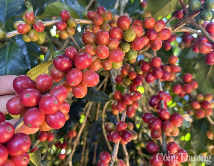 Những cây cà phê chi chít trái, chín mọng được trồng ở Đắk Lắk