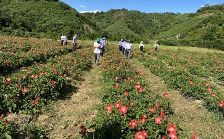 Cây dược liệu tại Thừa Thiên - Huế