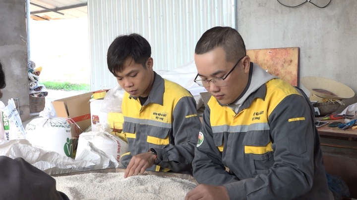 Khâu sàng lọc, đóng gói sản phẩm của Hợp tác xã Sản xuất nếp gà gáy Mỹ Lung. Ảnh: Khánh Thy