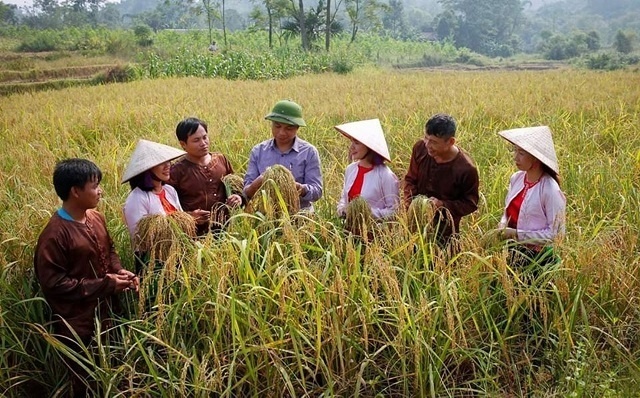 Giống nếp Gà Gáy góp phần giúp nhiều hộ gia đình đồng bào Mường cải thiện thu nhập, thoát nghèo bền vững. Ảnh: Phạm Duy