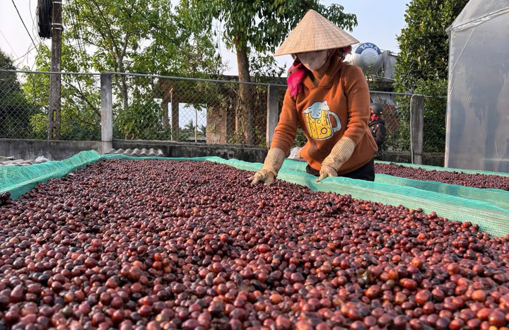 Quy trình sản xuất cà phê Khe Sanh. Ảnh: NVCC
