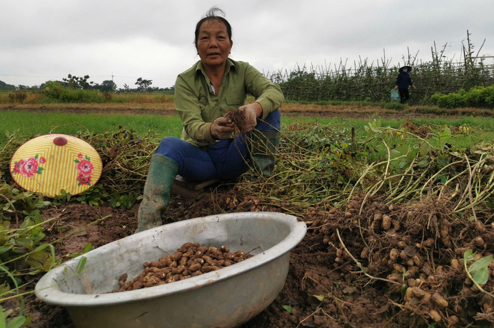 Bà Kiều Thị Huấn, người dân trồng lạc tại địa phương cho biết, trước đây củ lạc sau khi thu hoạch, bà sẽ mang ra chợ bán hoặc bóc bán theo hạt. Tuy nhiên, năm nay, người dân đổ xô mua lạc, chỉ cần thu hoạch về nhà sẽ có người đến mua.